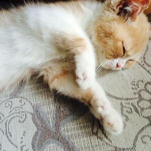 1大阴茎操13少女
